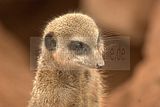 leipzig zoo-01_07_2011_zoo_allgemein_311